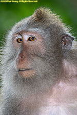 macaque closeup